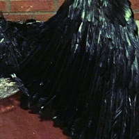 Maleficent Black Feather Costume Wings-Festival-Cosplay - Thumbnail 1