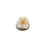 Daisy Flower Earrings-1