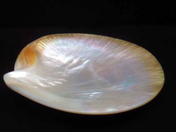 Hand Carved Mother of Pearl, Extra Large Rare Philippines Gold Lip Oyster Shell, great for decoration and to entertain, Caviar Serving Shell