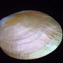 Hand Carved Mother of Pearl, Extra Large Rare Philippines Gold Lip Oyster Shell, great for decoration and to entertain, Caviar Serving Shell-3