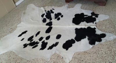 Brazilian Black and White long hair hereford 