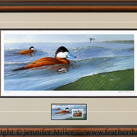 ON SALE 2015 Ruddy Duck Companion Print (UNFRAMED) - Thumbnail 1