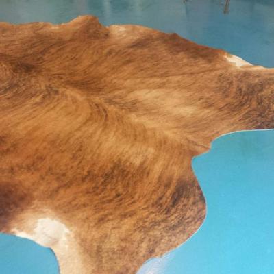 Brazilian warm beige short haired brindle "tiger like" striping 