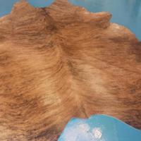 Brazilian warm beige short haired brindle "tiger like" striping  - Thumbnail 1