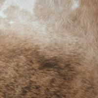 Brazilian warm beige short haired brindle "tiger like" striping  - Thumbnail 2