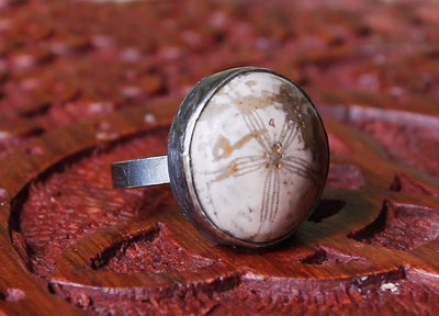 Sand dollar Fossil and sterling silver handmade ring by Thornbird Studios