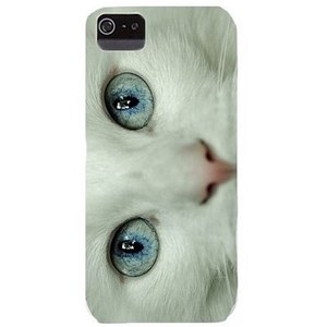 cat close-up - the iPhone case