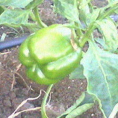 Organic green peppers (per pound)