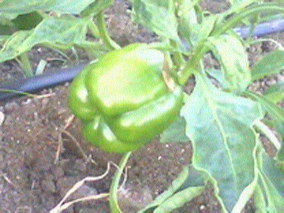 Organic green peppers (per pound)