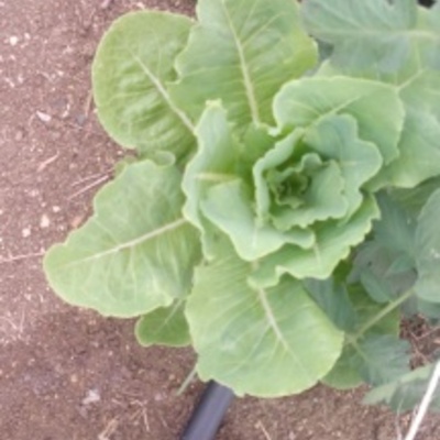 Organic lettuce (per pound)
