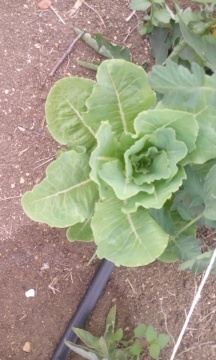 Organic lettuce (per pound)