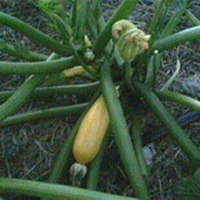 Organic Tomatoes (per pound) - Thumbnail 3