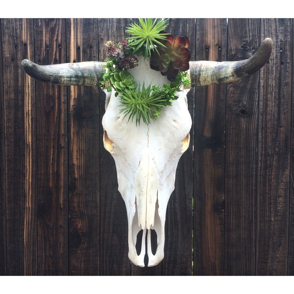 Flora No. 4 Cow Skull