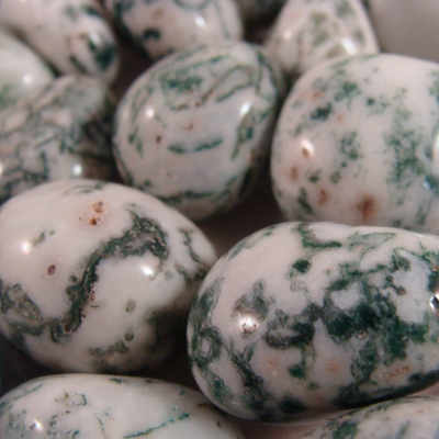 Polished tree agate