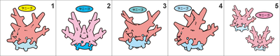 222 Corsola Pan Stickers Pokemon