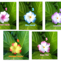 "BABY PLUMERIA" - Foam Hair Clips/Picks - YOUR CHOICE of 5! - Thumbnail 2