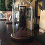 Hanging Bat In a Glass Dome-2