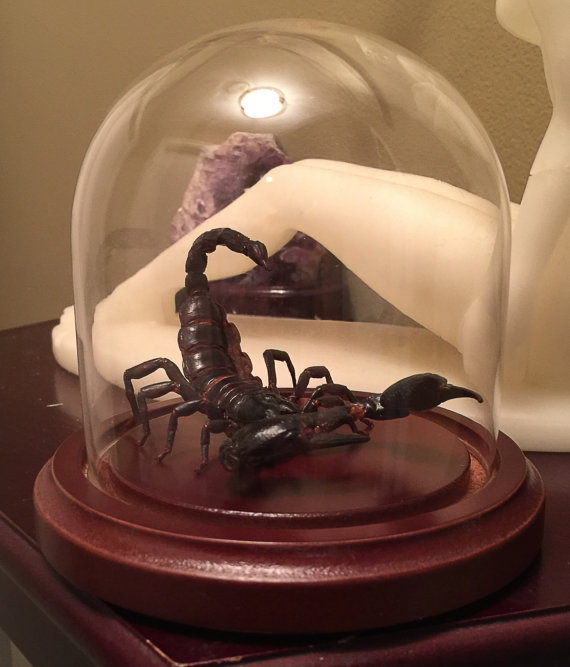 Preserved Scorpion "Attack Pose" in glass Dome