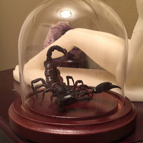 Preserved Scorpion "Attack Pose" in glass Dome