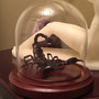Preserved Scorpion "Attack Pose" in glass Dome-2