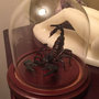 Preserved Scorpion "Attack Pose" in glass Dome-3