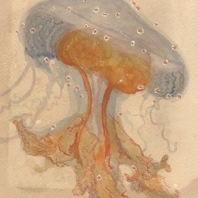 Lion's mane juvenile jellyfish 