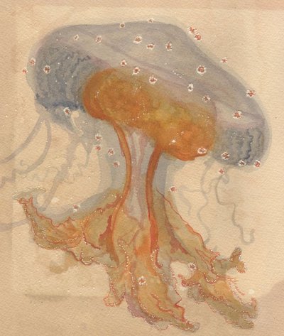 Lion's Mane Juvenile Jellyfish 