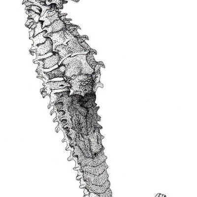 Nautical stippled seahorse biological illustration