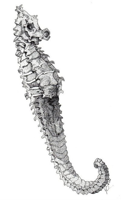 Nautical Stippled Seahorse Biological Illustration