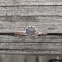 Grey Moonstone Ring with Crown Bezel and Twisted Band.-2
