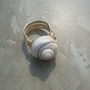 Shell Bling-1