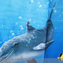 DOLPHIN Under the Sea Adorable Design 178 x 178 cm Bathroom Use SHOWER CURTAIN - Thumbnail 2