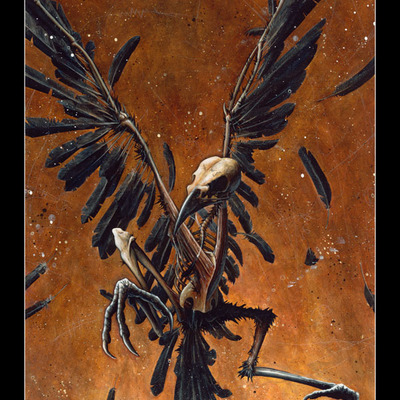 Feathers and fury print