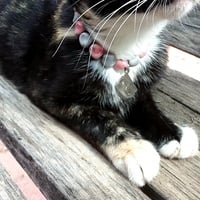 Sectumsempra bracelet - Thumbnail 1