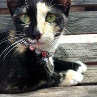 Sectumsempra bracelet - Thumbnail 3