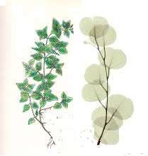 Eucalyptus & Spearmint Long Burning Hand Dipped Incense 