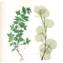 Eucalyptus & Spearmint Long Burning Hand Dipped Incense 