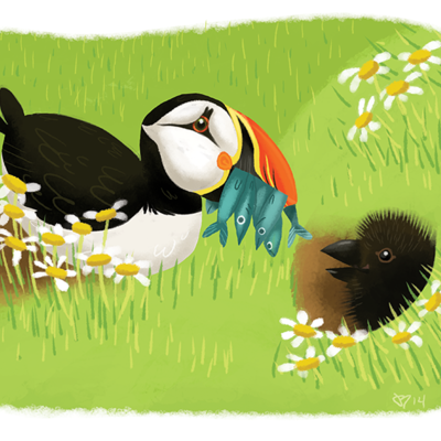 Puffins print
