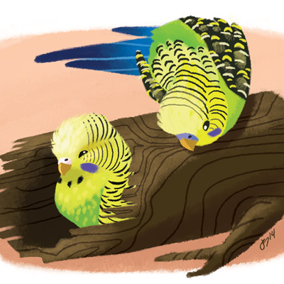 Budgie peekaboo print