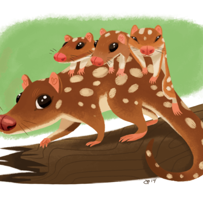 Quoll-mobile print