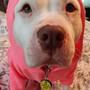 MONSTER DOGGIE HOODIE - PINK-1