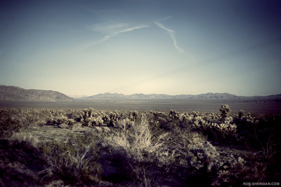 Ghosts: Joshua Tree, CA 01. large print (22" x 17") [LIMITED STOCK]