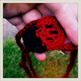 Ladybug Headband-1