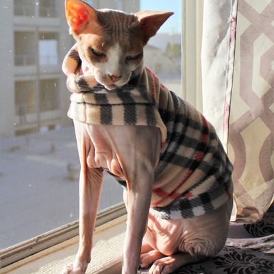 Purberry of los angeles - fleece