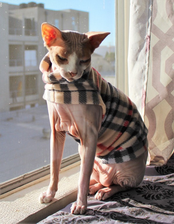 Purberry of Los Angeles - Fleece