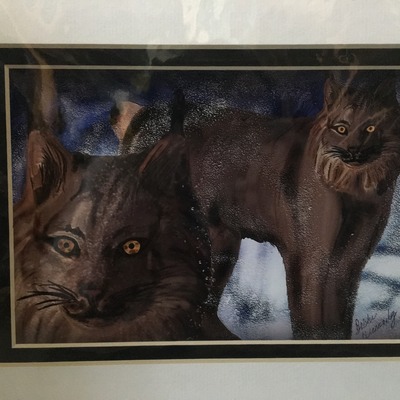 Bobcats in the snow print