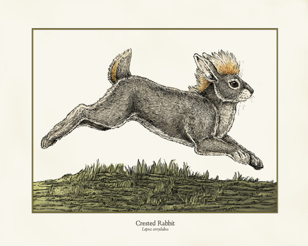Crested Rabbit Print