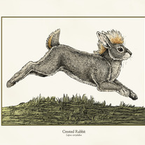 Crested Rabbit Print