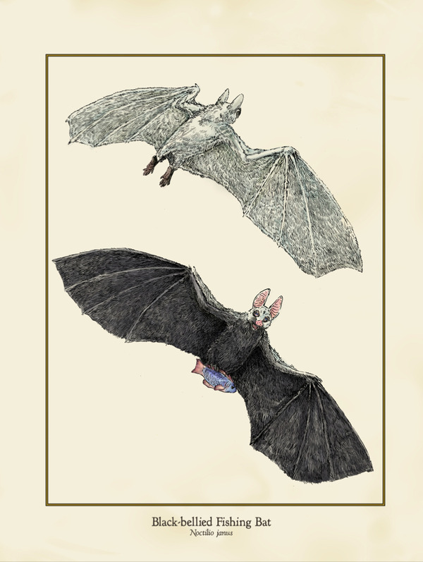 Fishing Bat Print