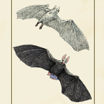 Fishing Bat Print